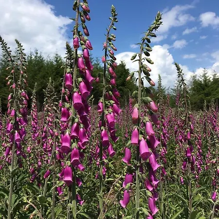 La Passerelle à Mouzaive Vresse-sur-Semois